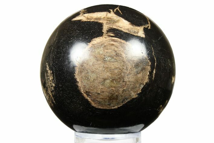 Petrified Wood (Tropical Hardwood) Sphere - Indonesia #266115